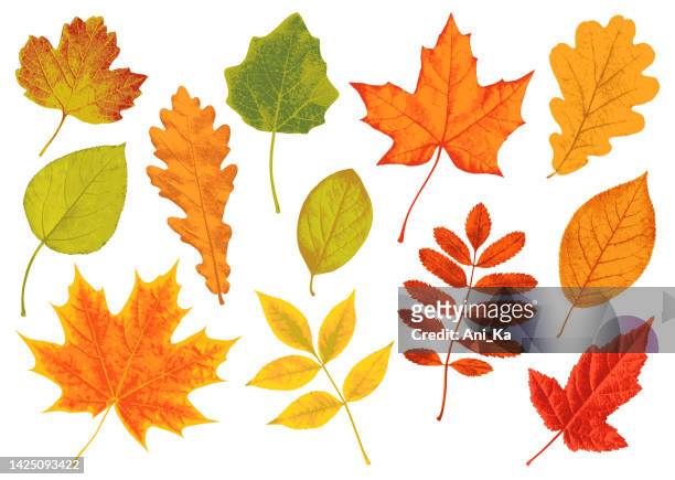 illustrations, cliparts, dessins animés et icônes de feuilles d'automne - érable