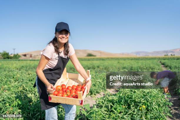 retrato de mulher escolhendo tomates i̇n campo e olhando para a câmera - à profusion - fotografias e filmes do acervo