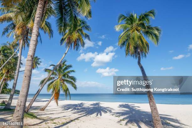 phuket beach . beautiful island with ocean wave on sandy beach and coconut tree - koh samui stock pictures, royalty-free photos & images