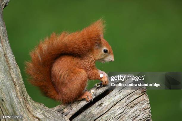 a red squirrel, sciurus vulgaris, sitting on a tree stump at the british wildlife centre. - réserve-sauvage photos et images de collection