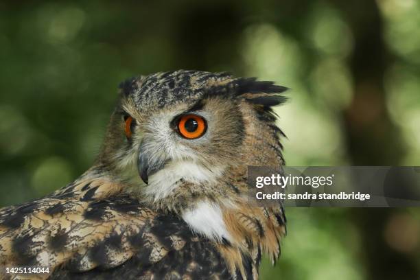 a headshot of a eurasian eagle-owl, bubo bubo, at the british wildlife centre. - eurasian eagle owl stock pictures, royalty-free photos & images