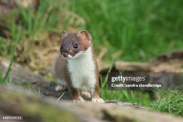 a stoat, mustela erminea, hunting for food in the grass and a pile of logs at the british wildlife centre. - ermine stock pictures, royalty-free photos & images