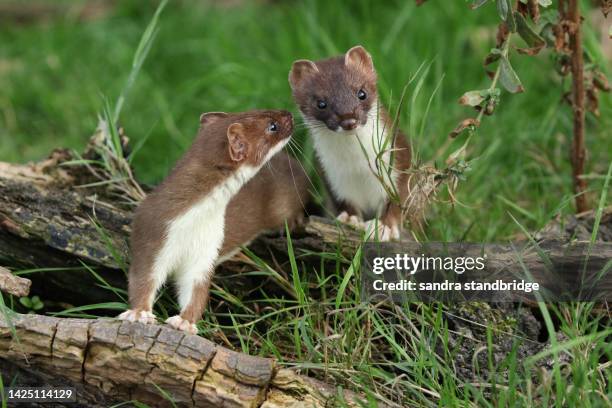 two stoats, mustela erminea, playing on a pile of logs at the british wildlife centre. - mammal stock-fotos und bilder