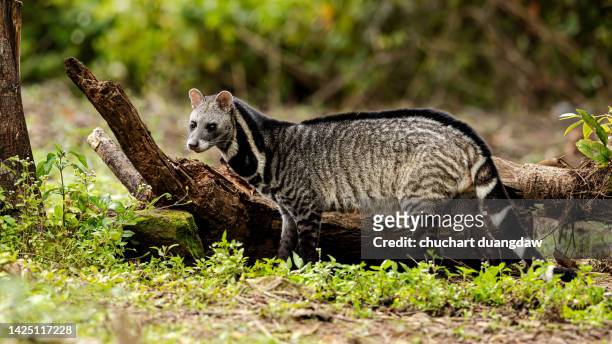 large indian civet (viverra zibetha) the body is white and black live in tropical forest - civet cat stock pictures, royalty-free photos & images