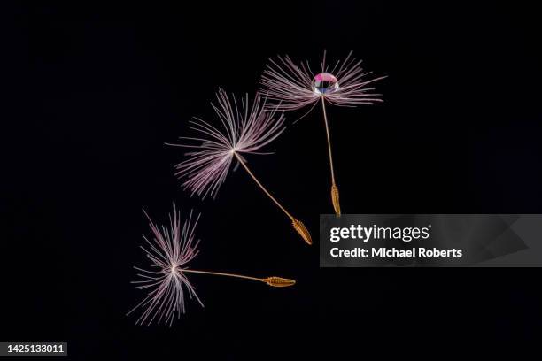 close up of dandelion seeds floating in the air with droplet of water - dandelion seed stock pictures, royalty-free photos & images