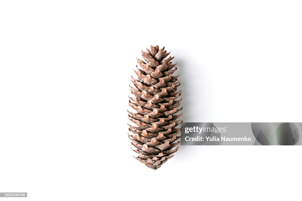 Pine cone isolated on white background, christmas cone.