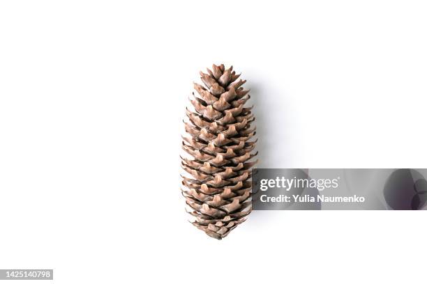 pine cone isolated on white background, christmas cone. - conifer cone stock pictures, royalty-free photos & images