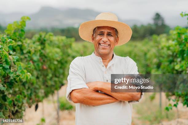 vineyard, agriculture and elderly farmer working on the farm during spring to monitor growth. portrait of wellness, sustainability and agro senior man standing in green, eco and field in countryside. - real people stockfoto's en -beelden