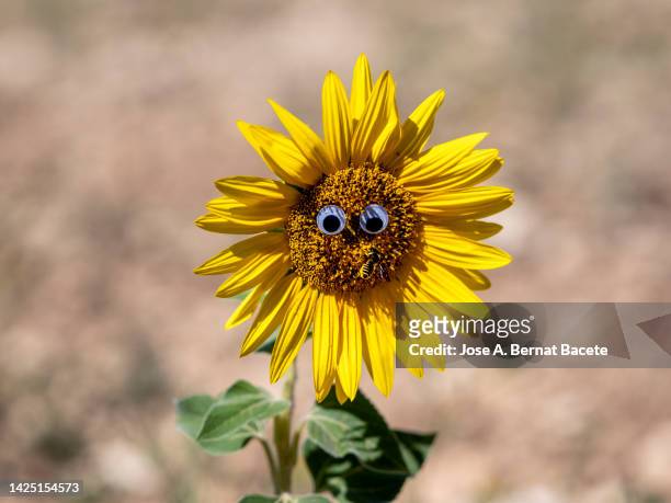 329 Sunflower Cartoon Photos and Premium High Res Pictures - Getty Images