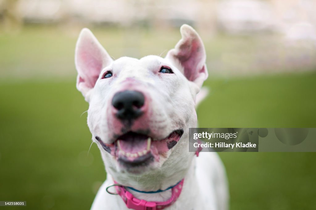 Bull Terrier