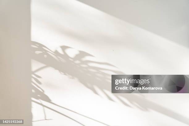 background with shadow of plants. the shadow of the monstera from the sun on the wall on paper wallpaper with copy space. natural background for your text. - schatten im mittelpunkt stock-fotos und bilder