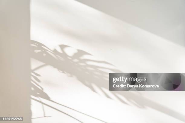 background with shadow of plants. the shadow of the monstera from the sun on the wall on paper wallpaper with copy space. natural background for your text. - focus on shadow - fotografias e filmes do acervo