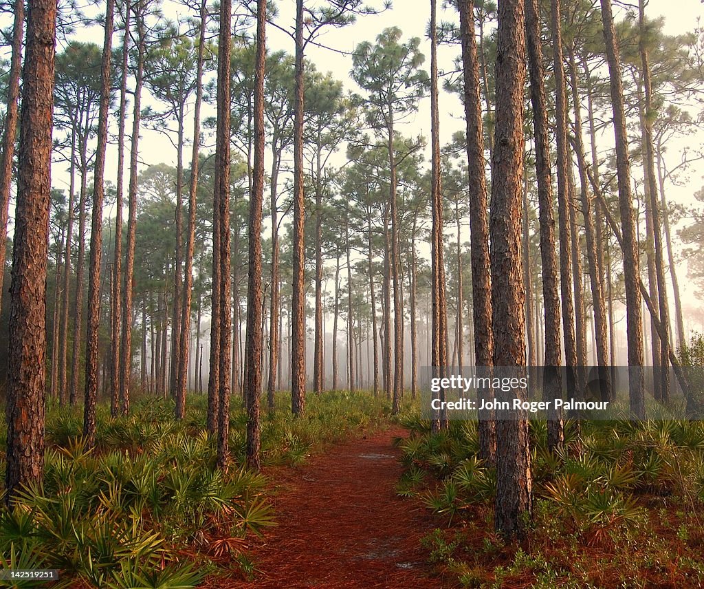 Longleaf pine trees