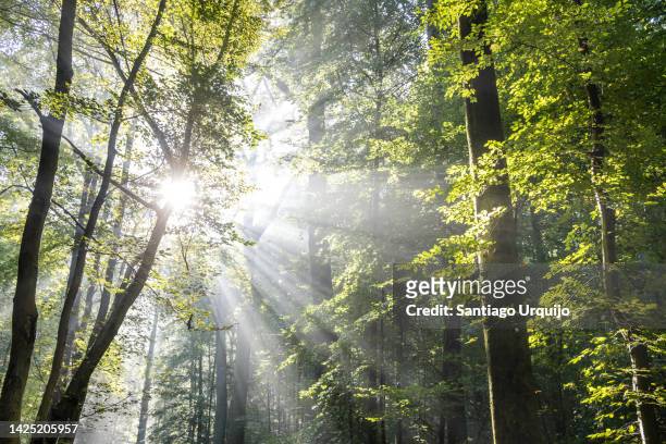 sunbeams piercing a mixed forest in summer - floresta negra imagens e fotografias de stock