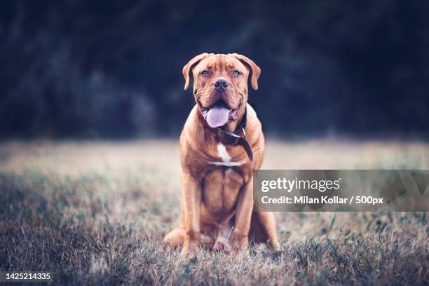 portrait of french mastiff dog with tongue outside - french mastiff stock pictures, royalty-free photos & images