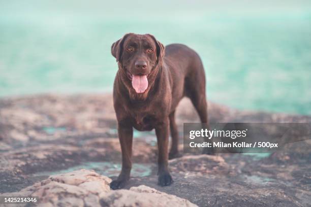 portrait of brown labrador retriever dog on rocks with sea in background - chocolate labrador retriever stock pictures, royalty-free photos & images