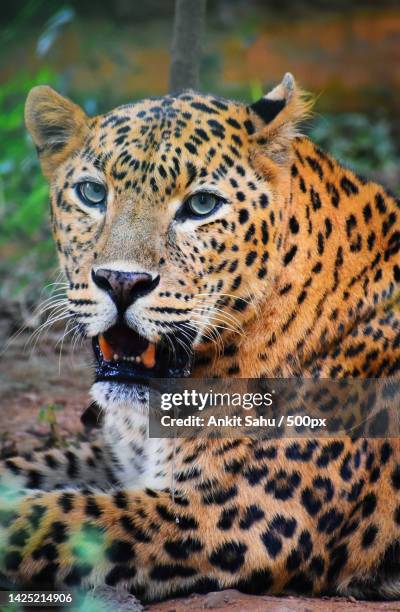 portrait of leopard sitting on field - afrikansk leopard bildbanksfoton och bilder