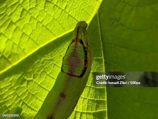 close-up of insect on leaf - opheodrys aestivus stock pictures, royalty-free photos & images