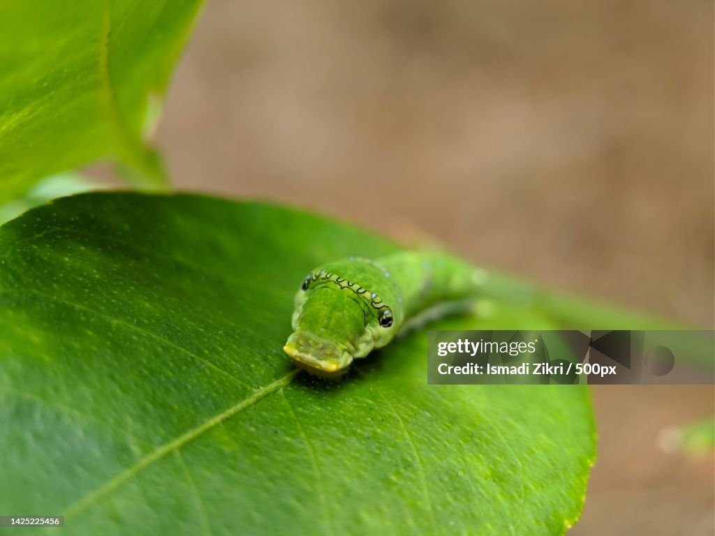Close-up of green leaf on leaf