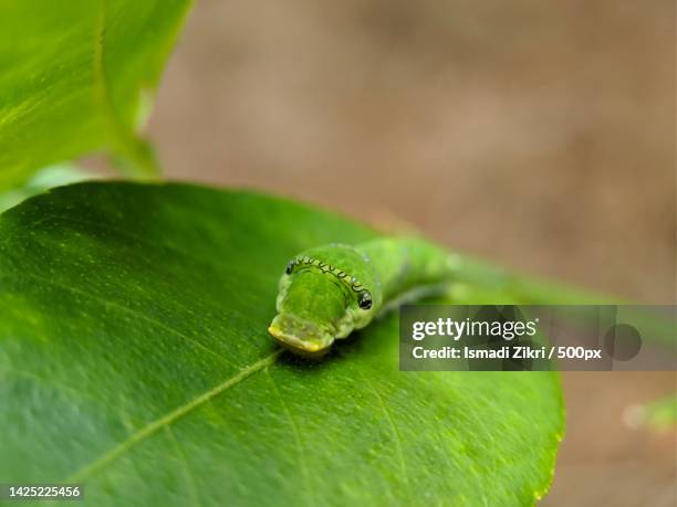 close-up of green leaf on leaf - opheodrys aestivus stock pictures, royalty-free photos & images