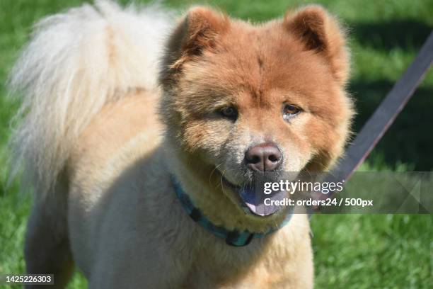 adorable face of a little chow water - chow chow tongue stock pictures, royalty-free photos & images
