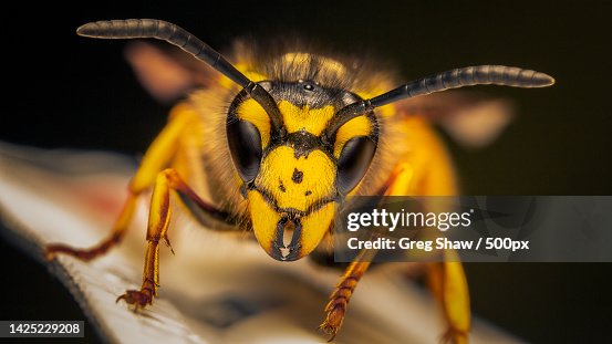 Close-up of insect on leaf against black background,Bristol,United Kingdom,UK Close-up of insect on leaf against black background,Bristol,United Kingdom,UK