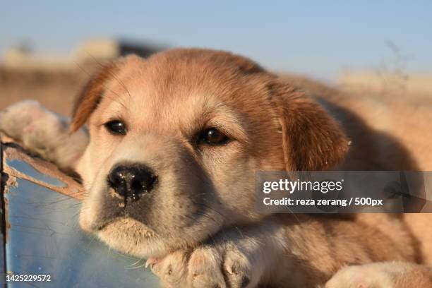 close-up portrait of akita relaxing on field,iran - akita inu fotografías e imágenes de stock