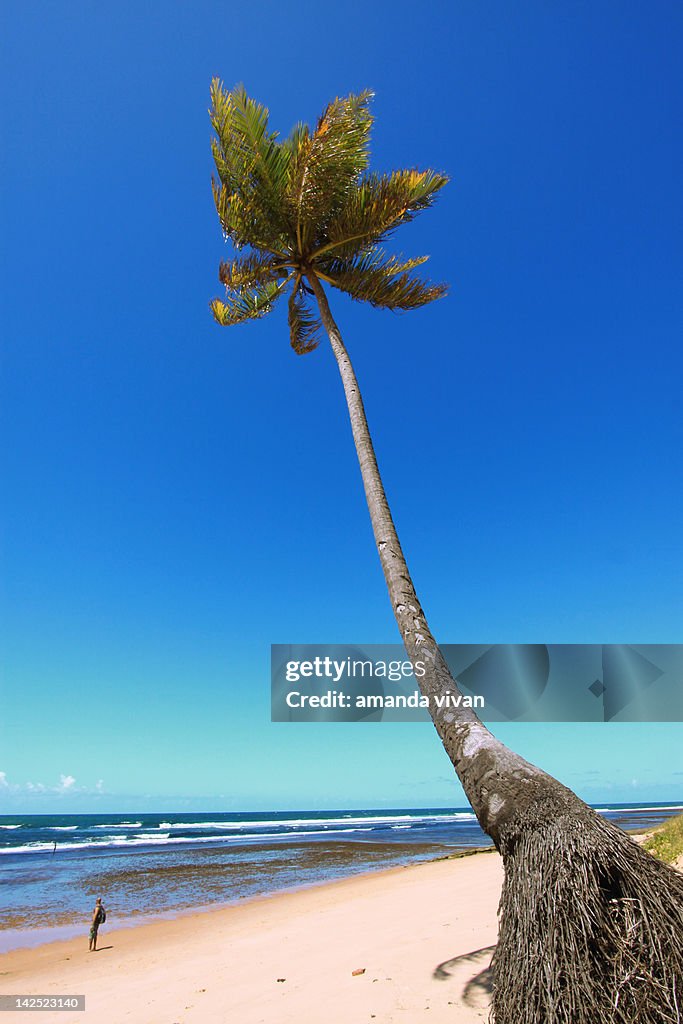 Big coconut tree