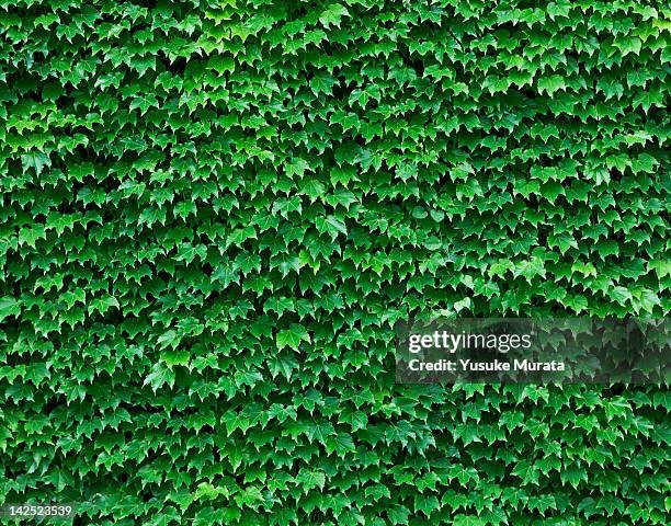 ivy wall - english ivy stock pictures, royalty-free photos & images