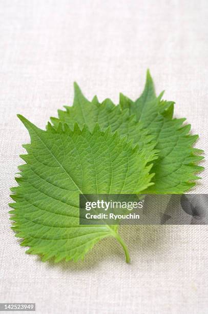 ingredient, - shiso stock pictures, royalty-free photos & images