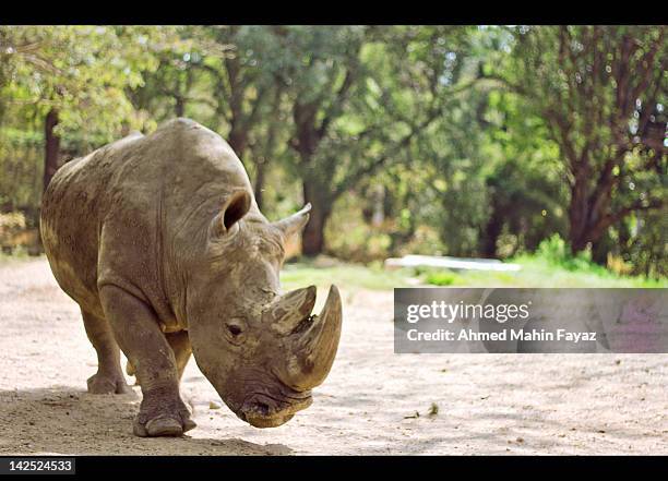 rhinoceros - rhinoceros imagens e fotografias de stock