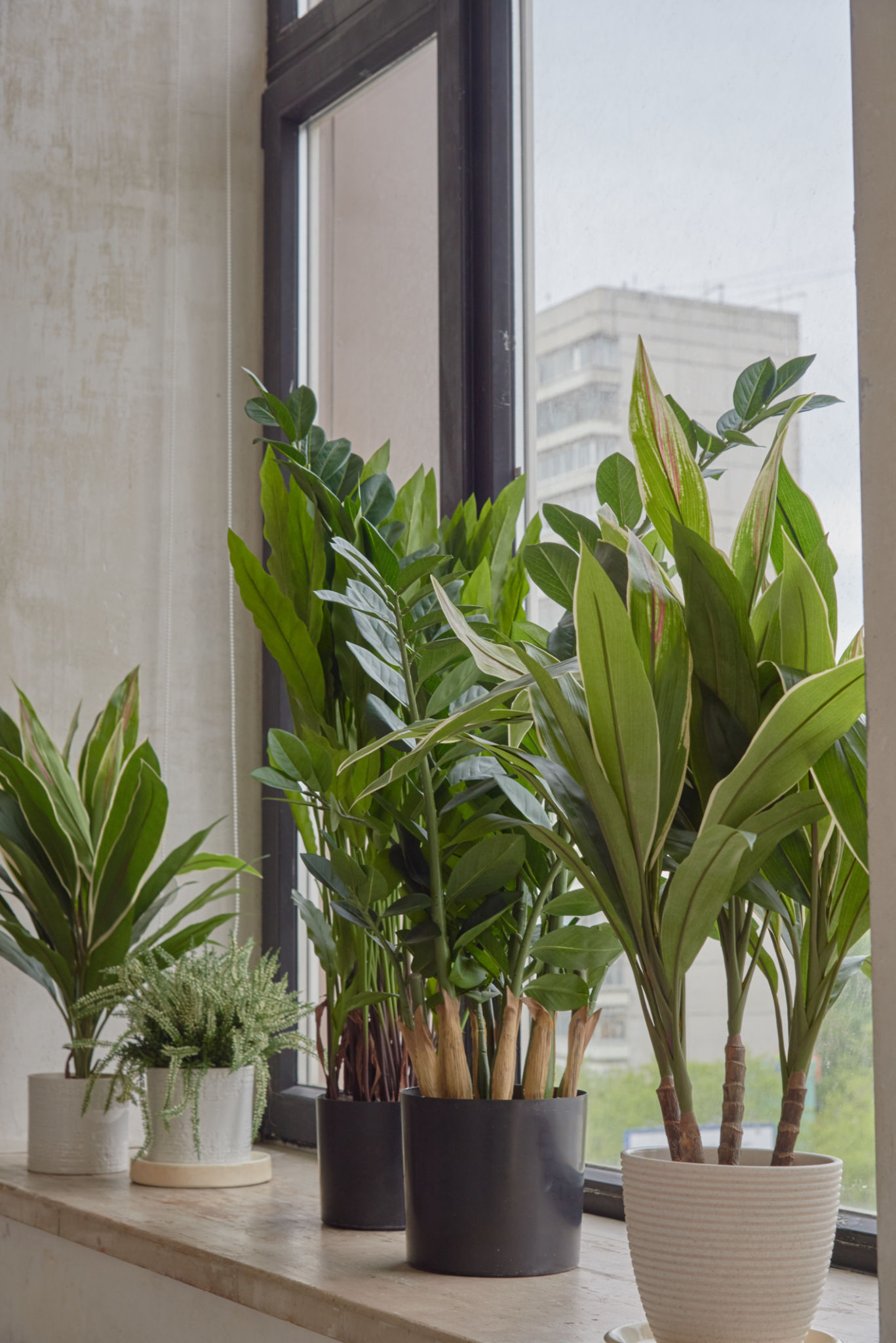office plant selection