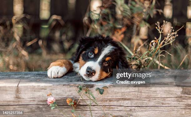 funny little puppy bernese mountain dog  laying on a wooden log and looking at camera. berner sennenhund sheepdog - bernese mountain dog stock pictures, royalty-free photos & images