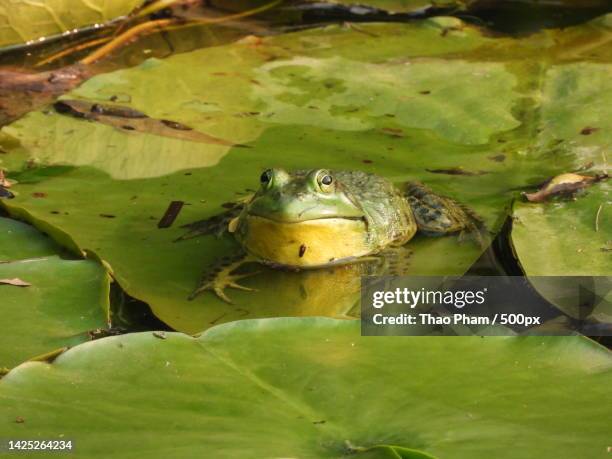 Bullfrog Cheek 1,596 Bullfrog Stock Photos, High-Res Pictures, and Images - Getty Images