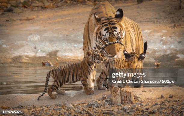 portrait of tiger at beach,india - bandhavgarh national park stock pictures, royalty-free photos & images