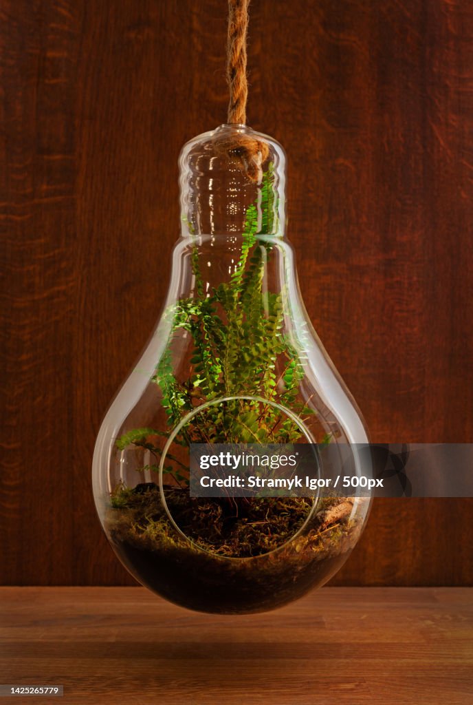 Elegant boston fern plant growing in Glass Hanging Planter on wooden