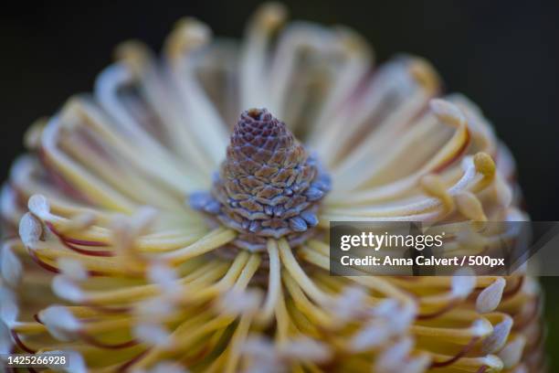 close-up of white flower,canberra,australian capital territory,australia - stamen stock pictures, royalty-free photos & images