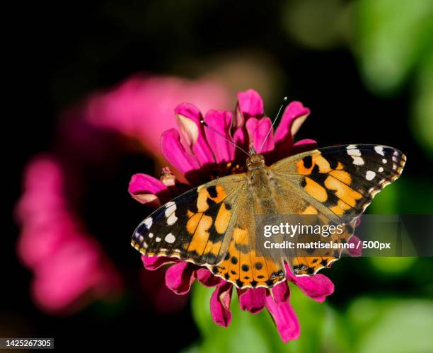 close-up of butterfly pollinating on pink flower - painted lady butterfly stock pictures, royalty-free photos & images
