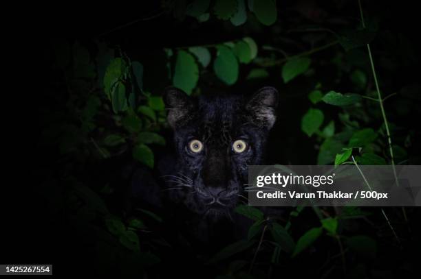 portrait of black cat - black leopard stock-fotos und bilder