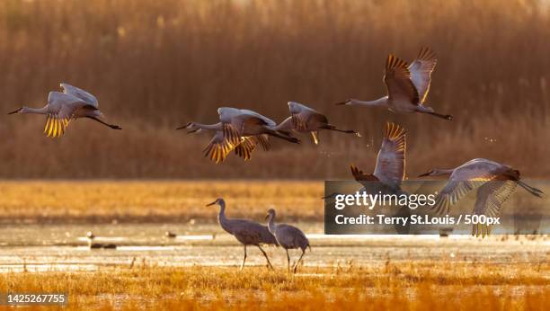 the scenery of wetland,bosque del apache national wildlife refuge visitor center,united states,usa - crane bird stock pictures, royalty-free photos & images
