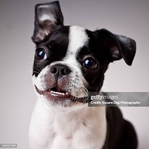 boston terrier - boston terrier stock-fotos und bilder