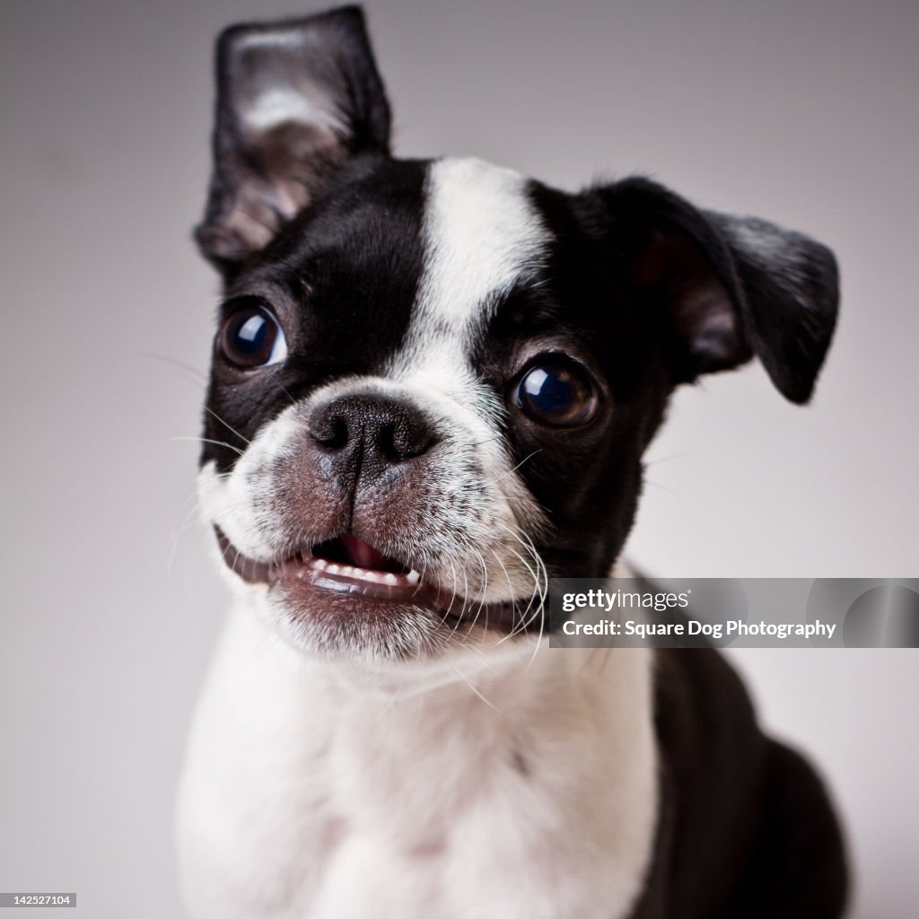 Boston Terrier