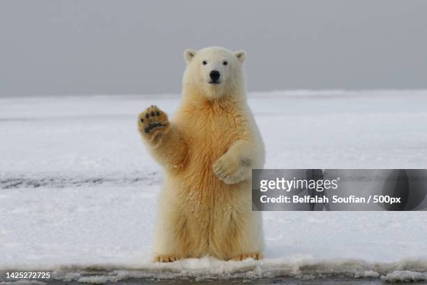 portrait of polar bear on sea,russia - ijsbeer stockfoto's en -beelden