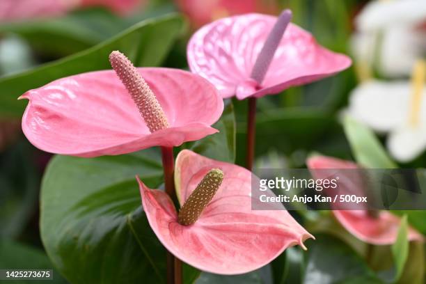 fresh bright pink anthurium flower in garden setting - anthurium stock pictures, royalty-free photos & images