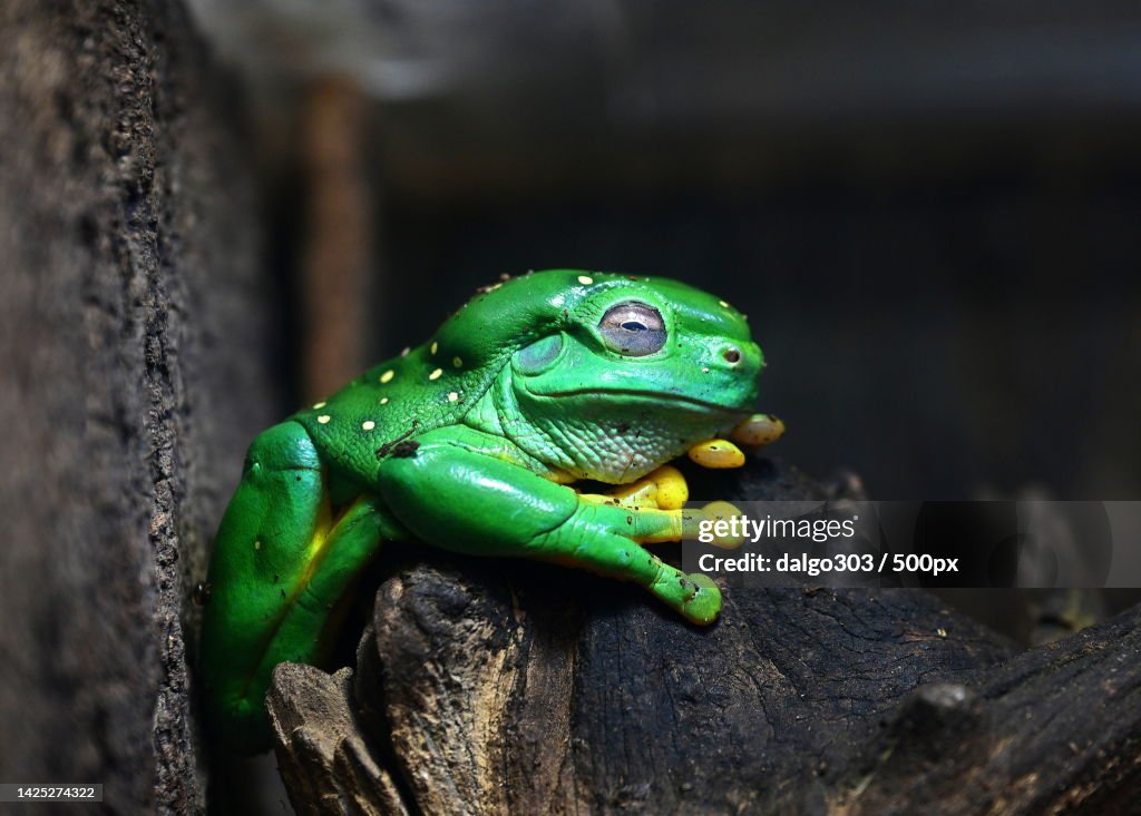 Close-up of lizard on tree trunk