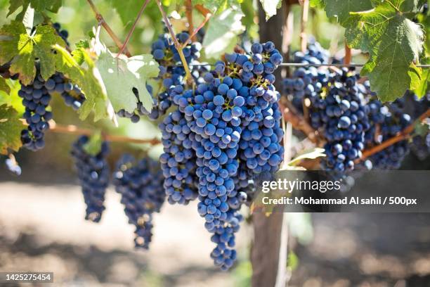 close-up of grapes growing in vineyard,damascus,syria - uva merlot imagens e fotografias de stock