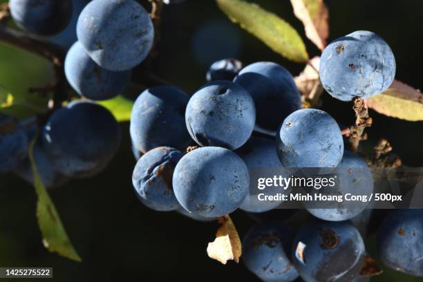 close-up of grapes growing in vineyard - shiraz stock pictures, royalty-free photos & images