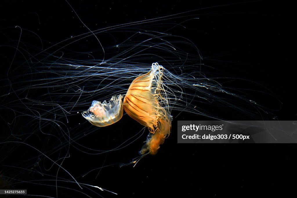 Close-up of jellyfish swimming in aquarium