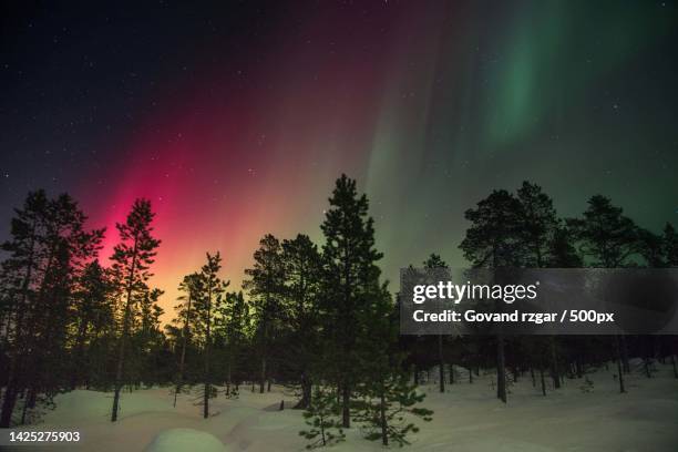 trees on snow covered field against sky at night,kurdistan region,iraq - moody sky stockfoto's en -beelden