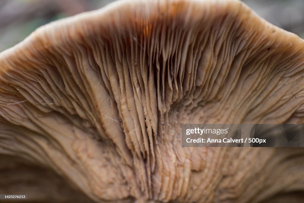 Close-up of mushroom,Canberra,Australian Capital Territory,Australia